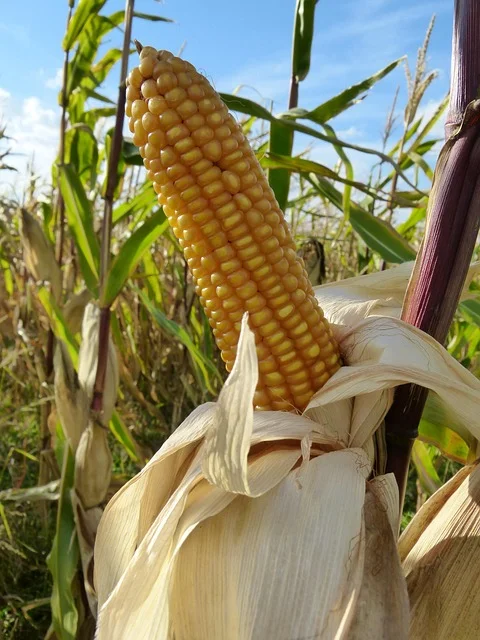 The Unexpected Genius of Corn: Why Its Versatility from Street Corn to Syrup is a Glimpse of the Future
